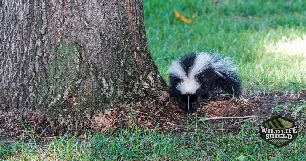 How To Keep Skunks From Digging Up My Lawn Skunk City