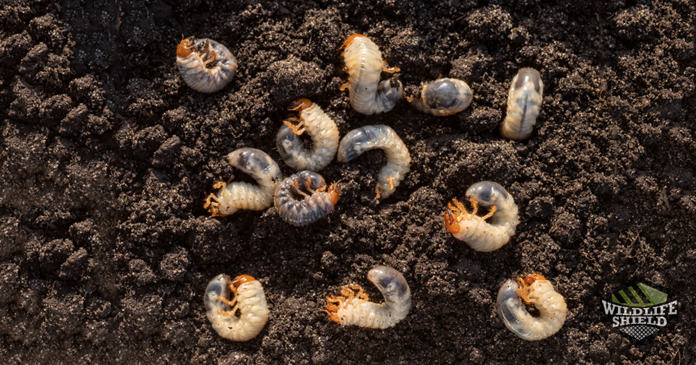 Grubs